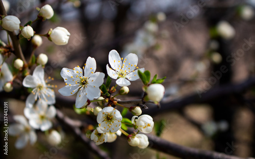 blooming apple tree in spring