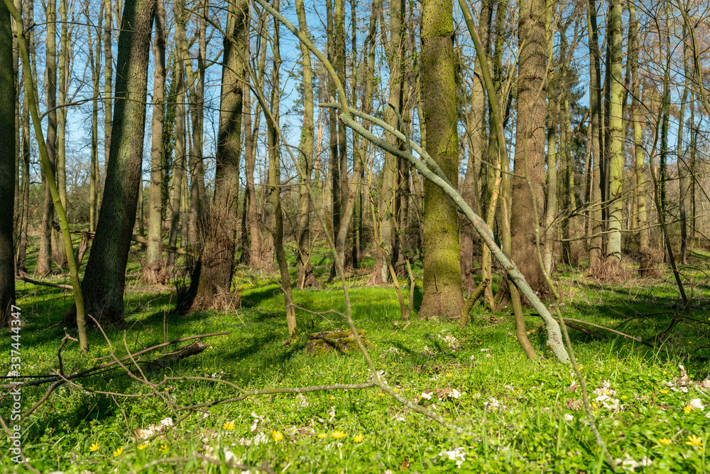 Fototapeta premium Fresh green plants in a forest at springtime