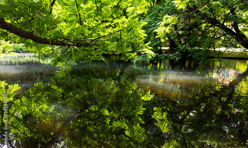 river in the woods