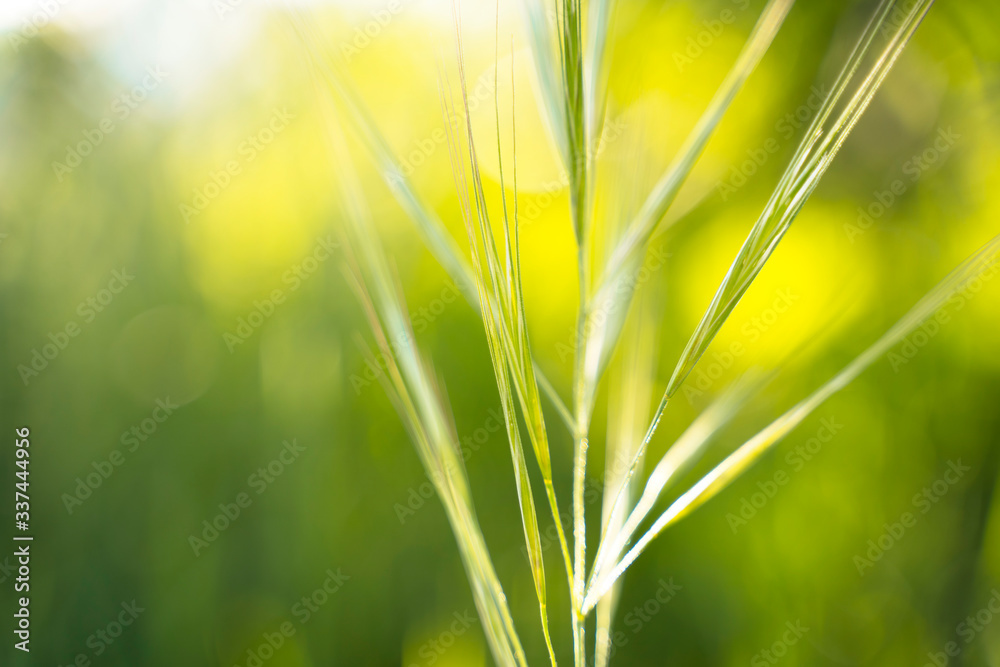 Background of meadow at summer time. Seasonal spring field blossom. Detail of green leaf on a nature field. Natural resources. Environment and concern about nature concept. Green healthy lifestyle. Background of meadow at summer time. Seasonal spring field blossom. Detail of green leaf on a nature field. Natural resources. Environment and concern about nature concept. Green healthy lifestyle.