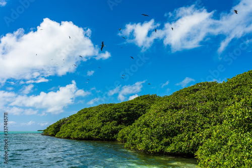 Wallpaper Mural Nature reserve with mangroves and sea birds in Los Roques' Archipelago (Venezuela). Torontodigital.ca