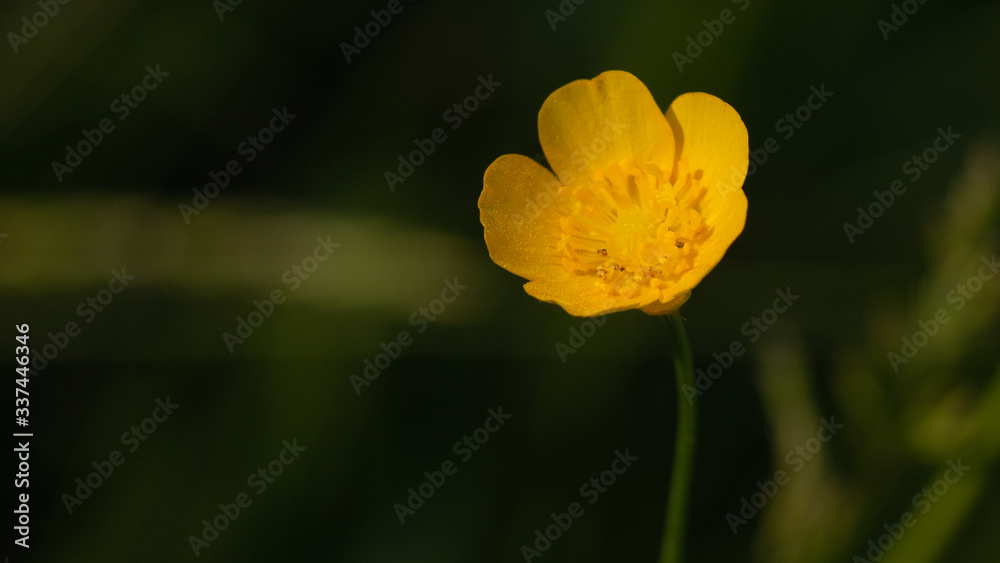 Obraz premium kwiat macro