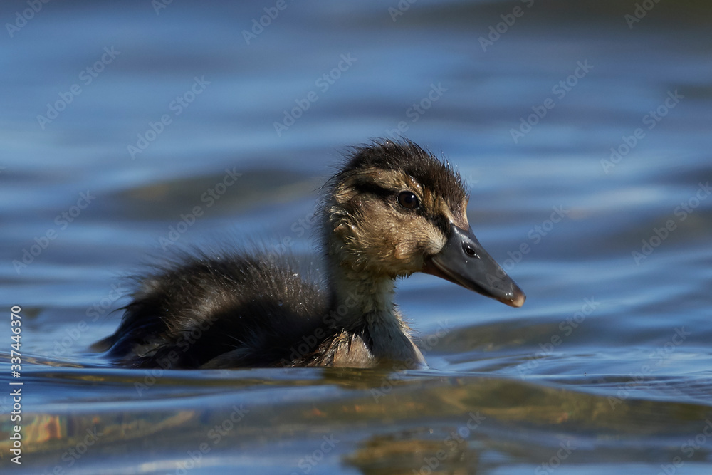 Mallard (Anas platyrhynchos) Mallard (Anas platyrhynchos)