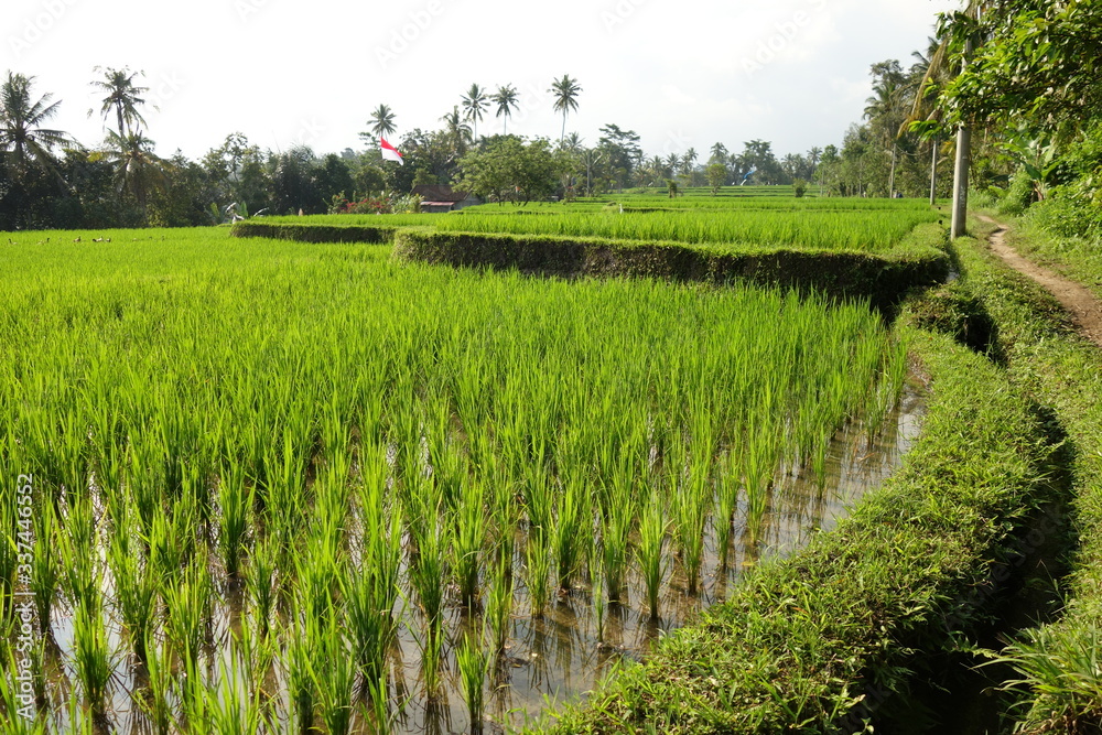 Obraz premium Rice fields in Ubud, Bali