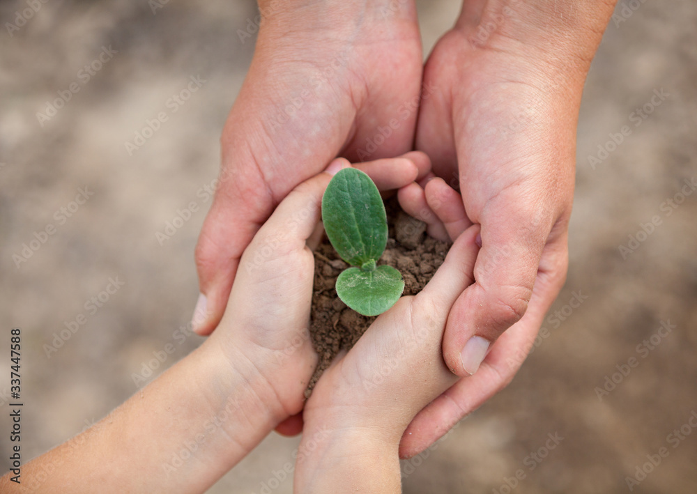 Kid's and grown-up's hands holding a young plant. Kid's and grown-up's hands holding a young plant.