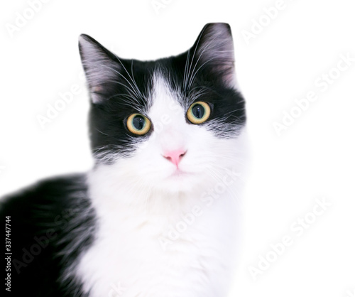 A black and white domestic medium haired cat with dilated pupils and its left ear tipped, indicating that it has been spayed or neutered and vaccinated as part of a Trap Neuter Return program photo