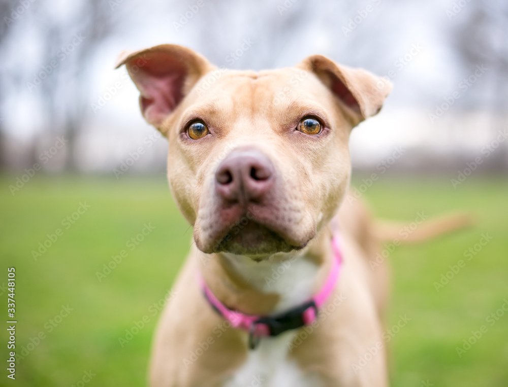 Fawn sales colored pitbulls
