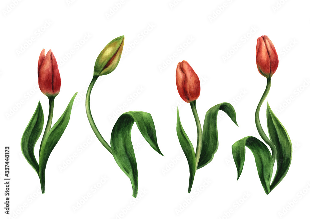 tulips in watercolors