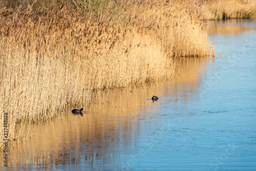 American coots, mud hens hunting at a frozen lake, Allerton Bay, Leeds, UK photo