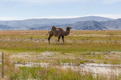 Camel team in steppe with mountains in the background. Altai  Mongolia
