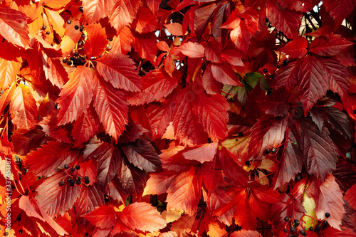 Red leaf texture. Leaf texture background. Autumn in the nature