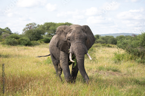 elephant walking in the savannah