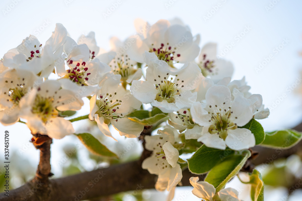 Obraz premium Birnenblüte im Gegenlicht