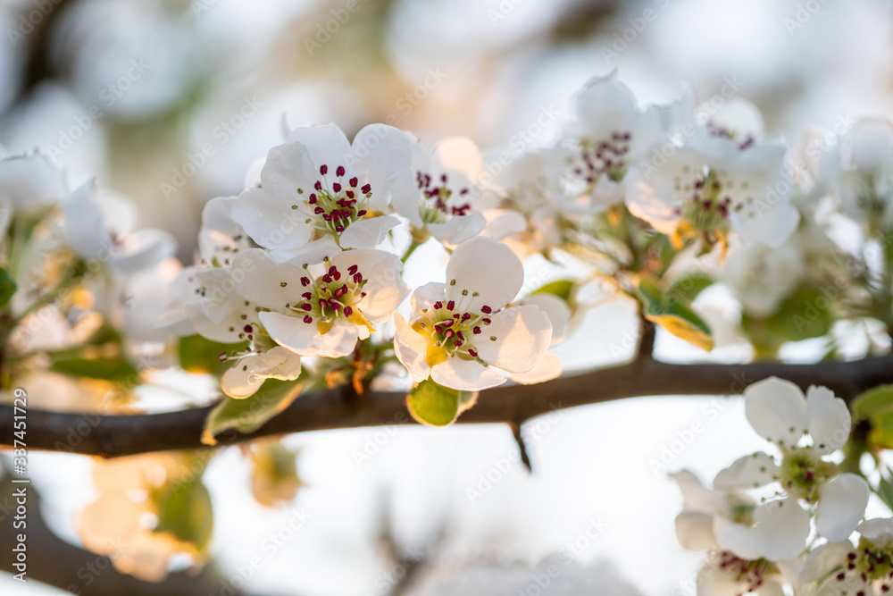 Birnenblüte im Gegenlicht