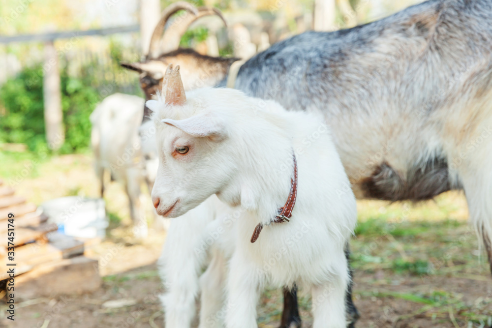 Cute young baby goat relaxing in ranch farm in summer day. Domestic goats grazing in pasture and chewing, countryside background. Goat in natural eco farm growing to give milk and cheese.