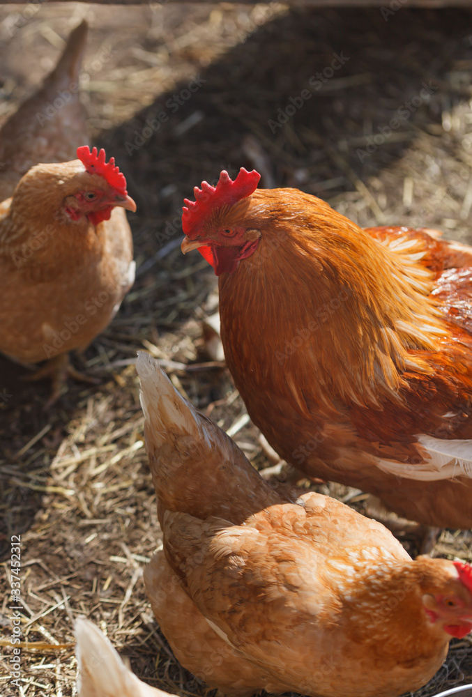 Fototapeta premium Domestic hens and rooster in a chicken coop in the spring sun.