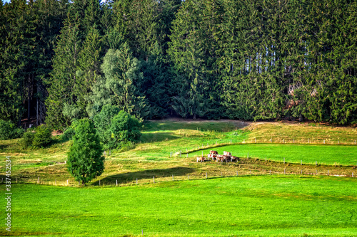 beautiful mountain landscape with grazing cows