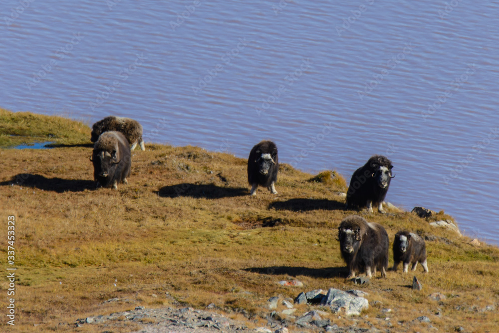 Muskox (Ovibos moschatus) in Greenland tundra Muskox (Ovibos moschatus) in Greenland tundra
