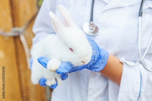 Fototapeta Naklejka Na Ścianę i Meble -  Veterinarian woman with stethoscope holding and examining rabbit on ranch background close up. Bunny in vet hands for check up in natural eco farm. Animal care and ecological farming concept.