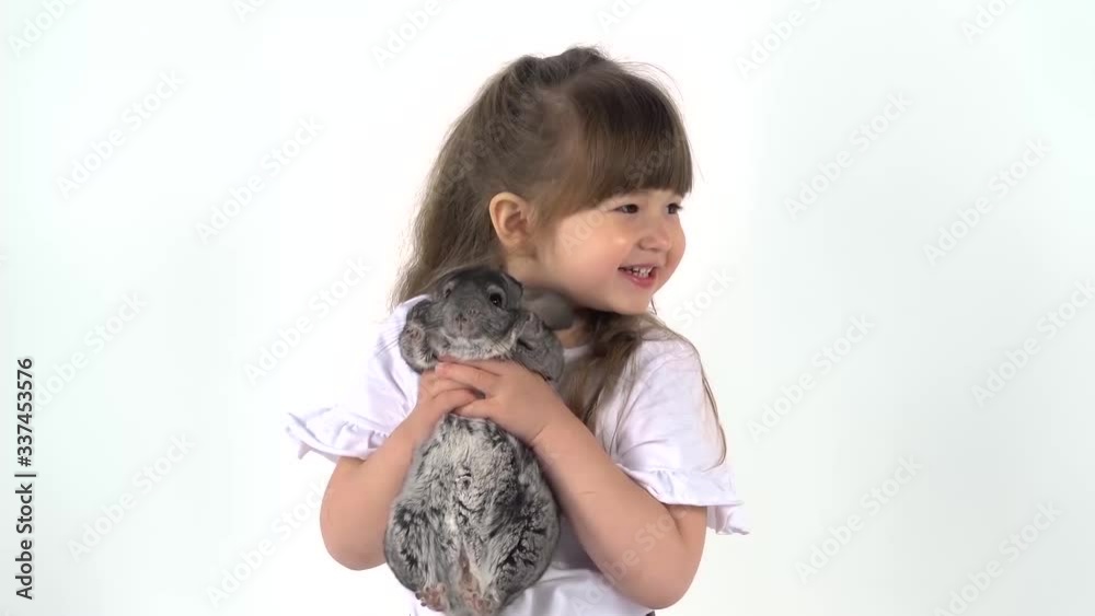 Cute child is holding grey chinchilla at white background. Happy childhood concept. Studio video kids emotion. Close up
