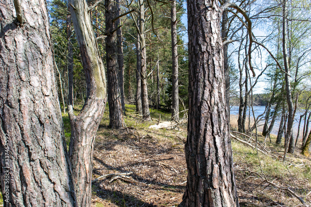 Sweden on the island within the forest Sweden on the island within the forest