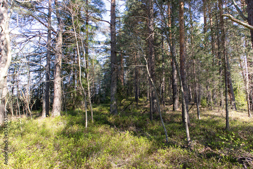Sweden on the island within the forest