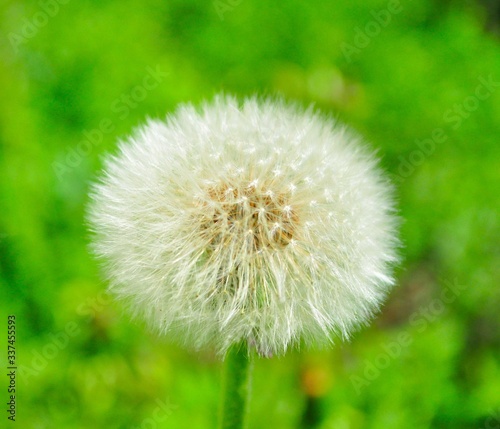 dandelion