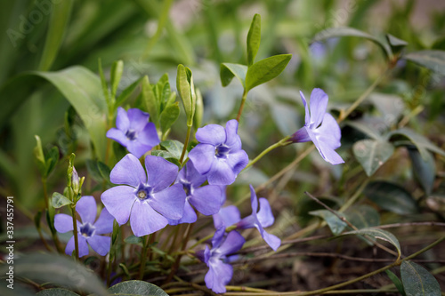 Large flowers of Vinca. Vinca minor L. evergreen perennial herb used in pharmacology, folk medicine, bred as an ornamental plant. Selective focus. photo