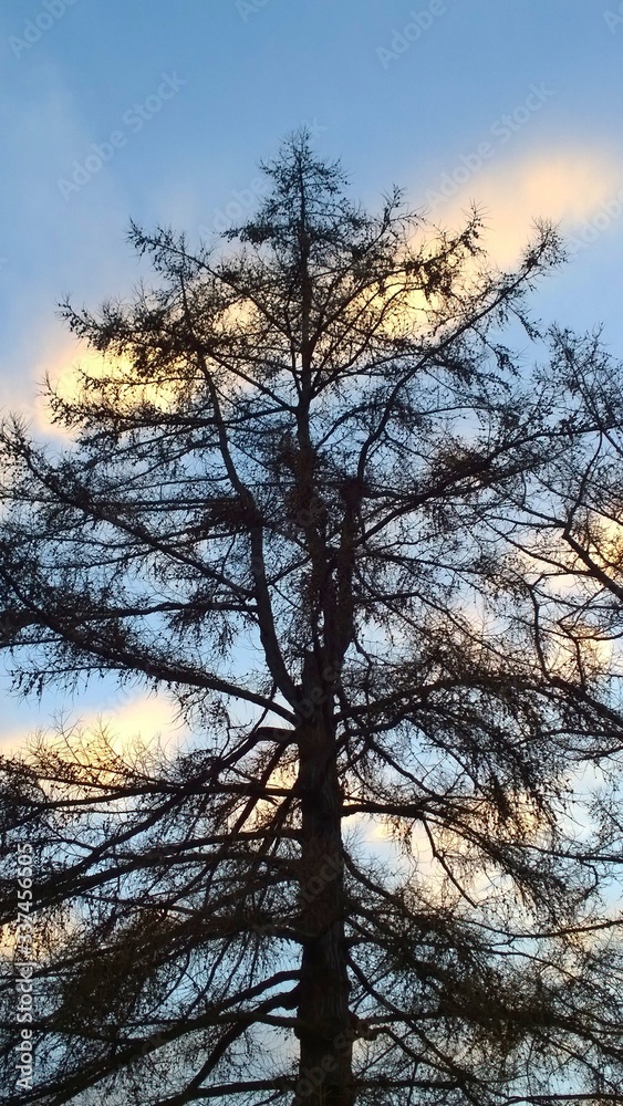 Dark tree with branches without leaves against the blue sky. Copy space. Environment concept. Nature background. Wallpaper. Heaven. Dark tree with branches without leaves against the blue sky. Copy space. Environment concept. Nature background. Wallpaper. Heaven.