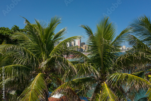 Palm trees at the beginning of Leblon beach in Rio de Janeiro