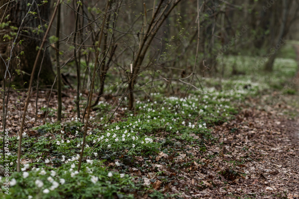 spring in the forest spring in the forest