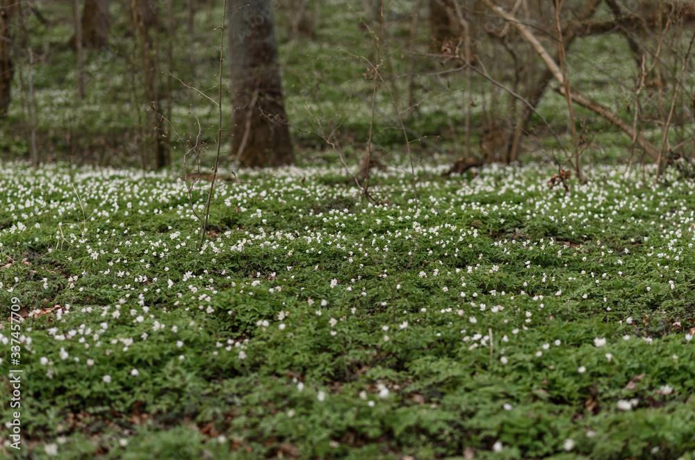 Fototapeta premium wild flowers in the forest