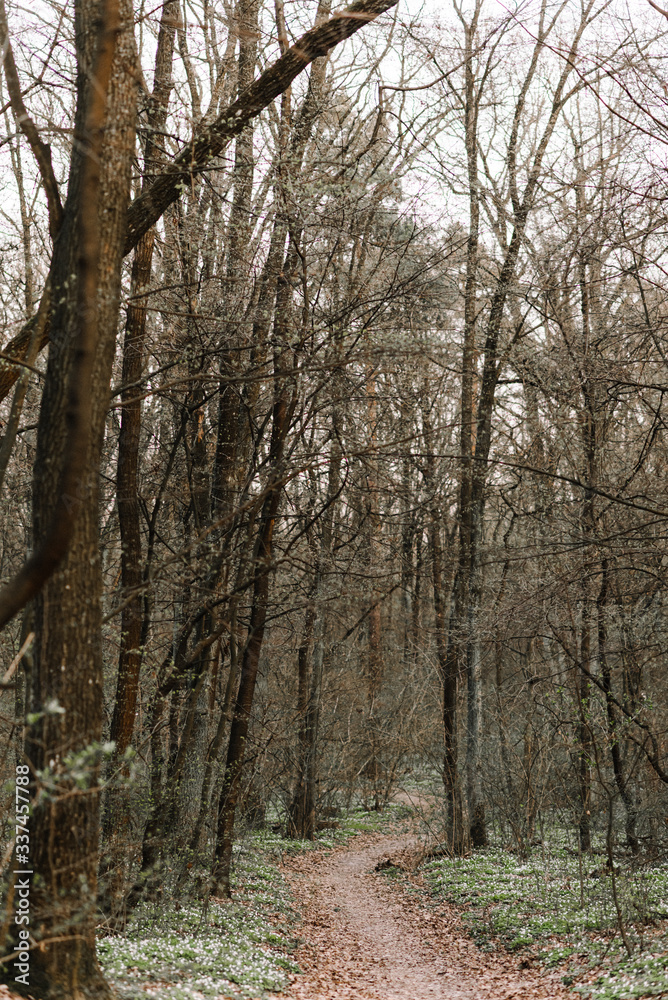 Obraz premium path in the woods