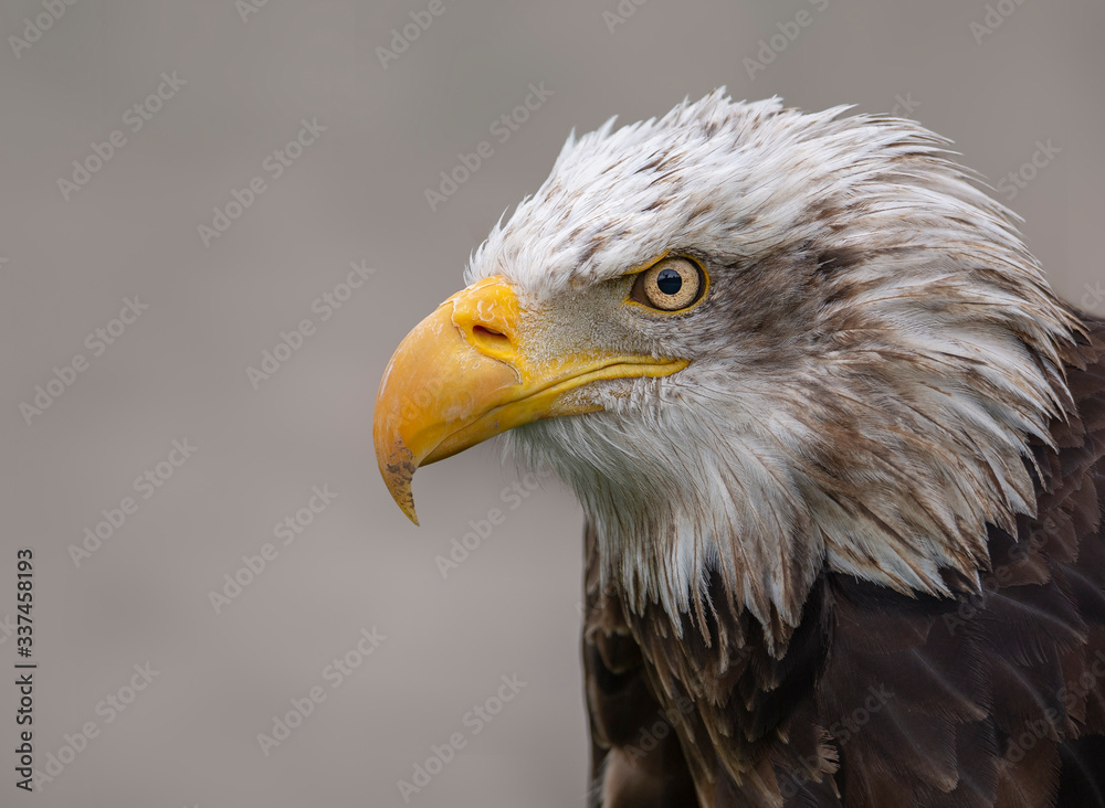 Portrait of american eagle with light gray background