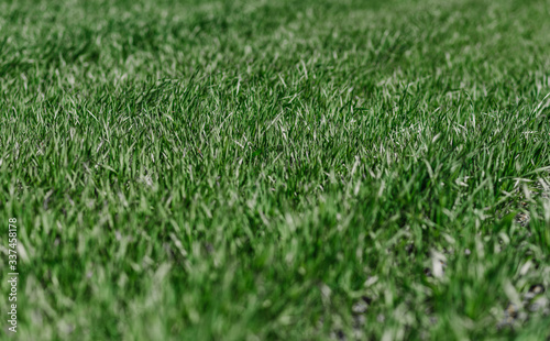 green grass on a sunny day
