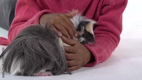 Little african girl is stroking fluffy Sheltie guinea pig at white background. Close up. Slow motion photo