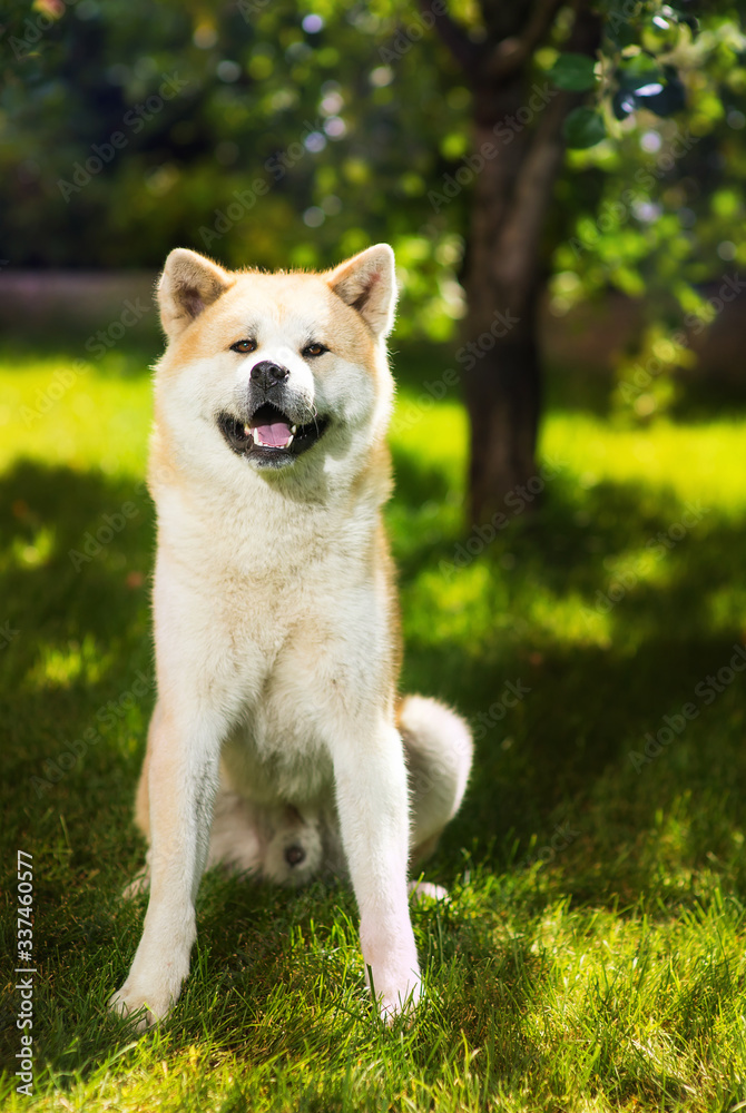 dog in the green park