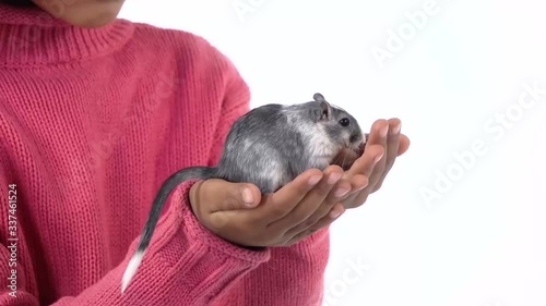 Little african girl is holding large decorative gray rodent with a wool tail at white background. Close up. Slow motion photo