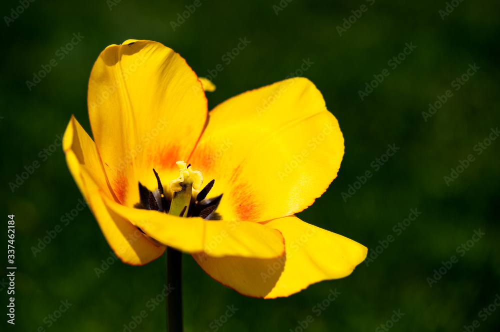 yellow tulip isolated against blurred green background yellow tulip isolated against blurred green background
