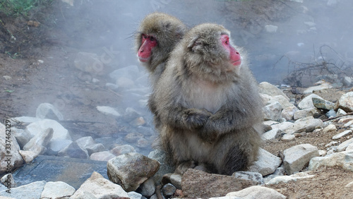 snow monkey japan hot top