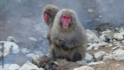 snow monkey japan