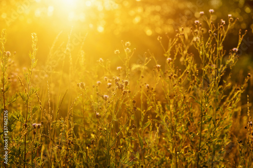 Field of grass during sunset