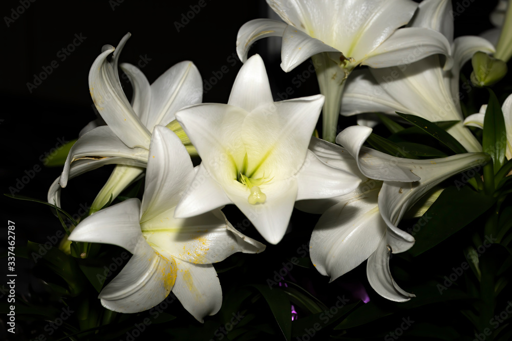 White lily on black background White lily on black background