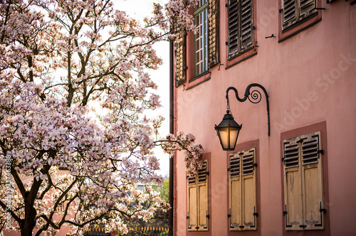 Magnolienbaum vor Fenterläden  photo