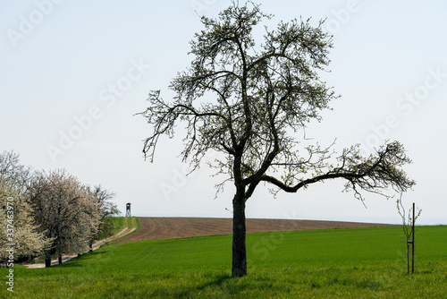 Obstbaum mit Hochstand im Hintergrund