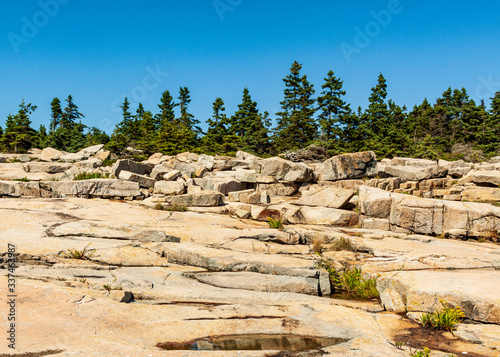 pine trees and granite