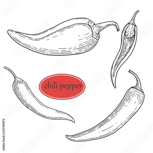 set hand sketch of chilli seasoning and spice vegetables kitchen.Vegetable engraved style object. Isolated hot spicy mexican pepper