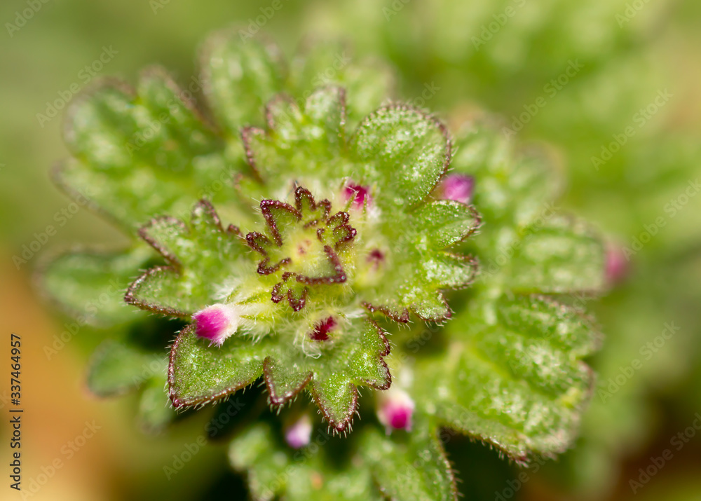 Closeup of creeping Charlie about to bloom in a garden Closeup of creeping Charlie about to bloom in a garden