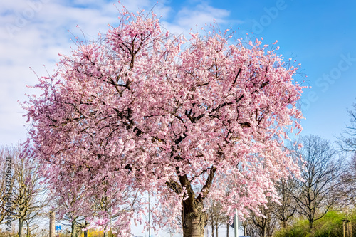 Kirschblütenbaum im Frühling