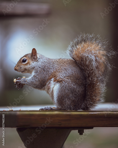 An Eastern Grey squirrel on a spring day in Maryland